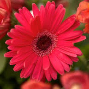 Meet your Posher, MissNexxie